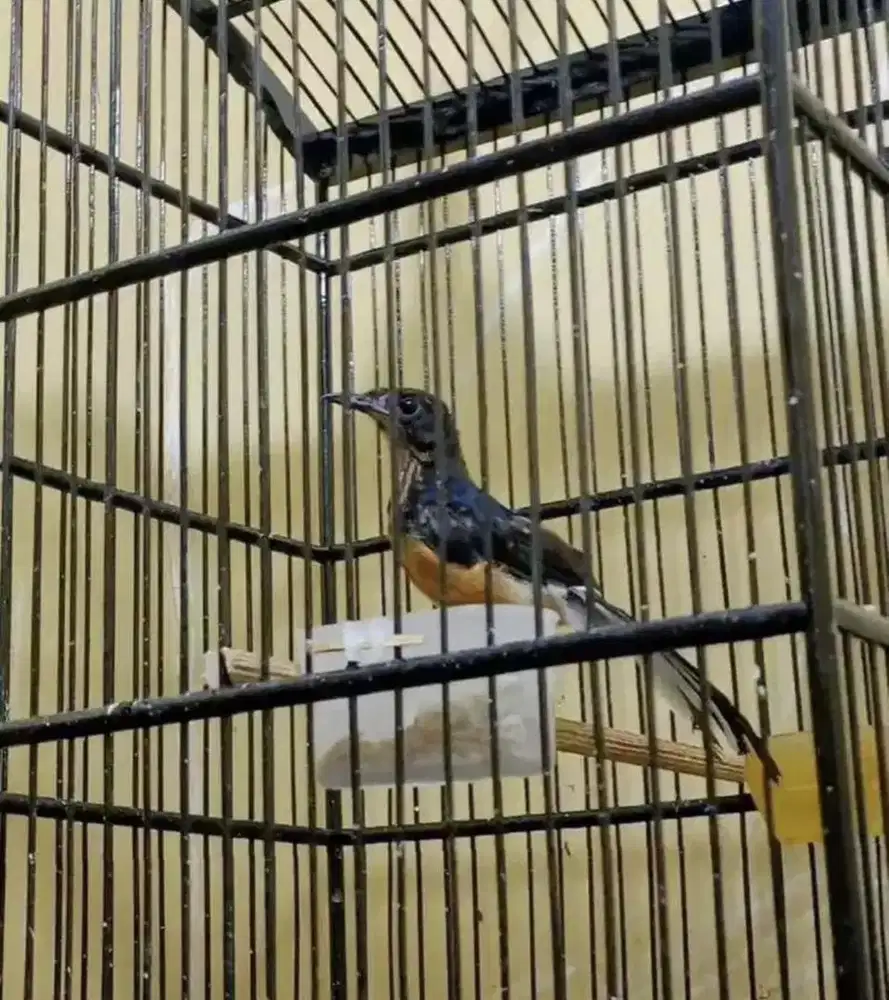 murai batu trotol jantan gacor trah galur murni BAHOROK LAWAS PRESTASI