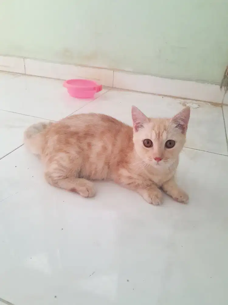 KUCING MUNCHKIN CEBOL BETINA USIA 5 BULAN