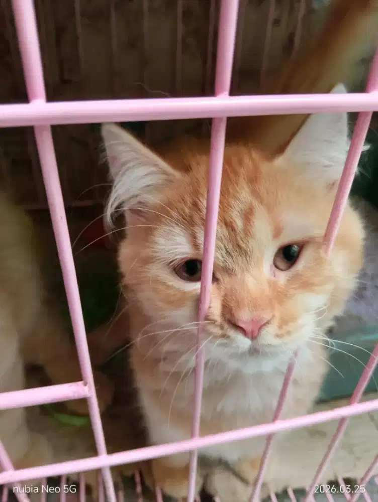 Kucing Persia medium hair warna orange