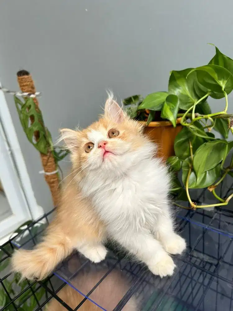 Kucing Persia Flatnose 2 Ekor
