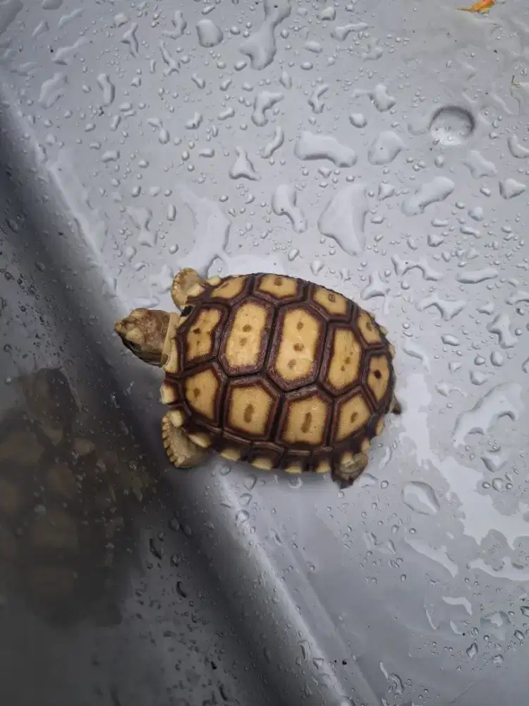 Kura kura darat sulcata size 6.5 cm