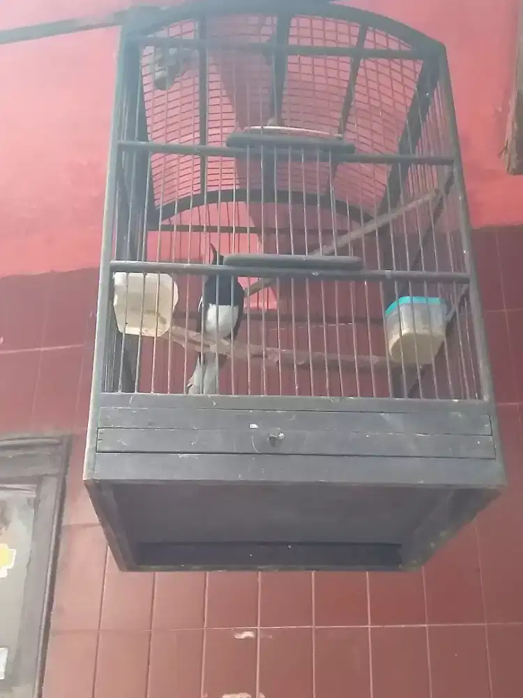 Kacer poci mantan prestasi baru beres bulu