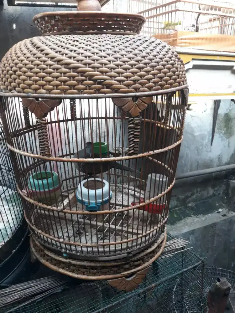 Perkutut silangan bangkok x lokal gacor