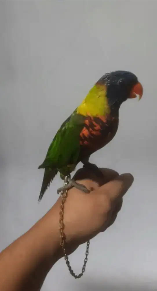 Love bird bodi BIG jinak