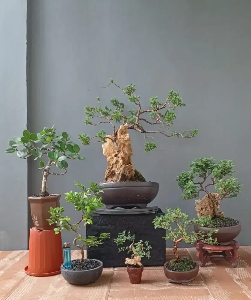 Mini bonsai cantik ada 6 pohon