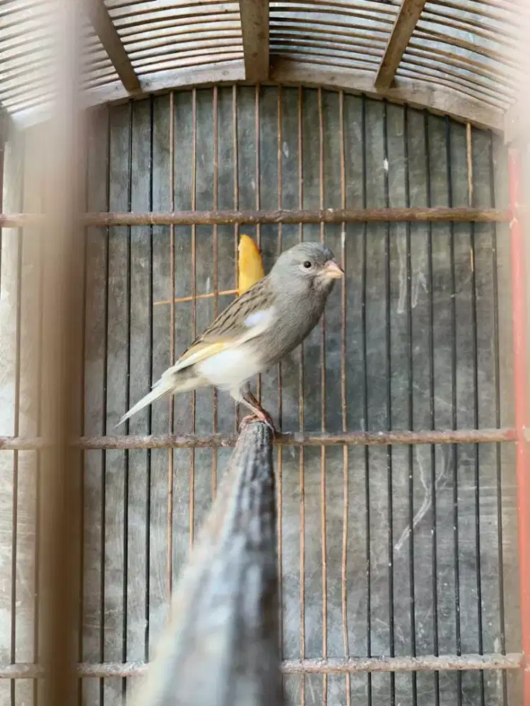 Kenari Jantan Muda  Panda GACOR DOR volume keras kristal