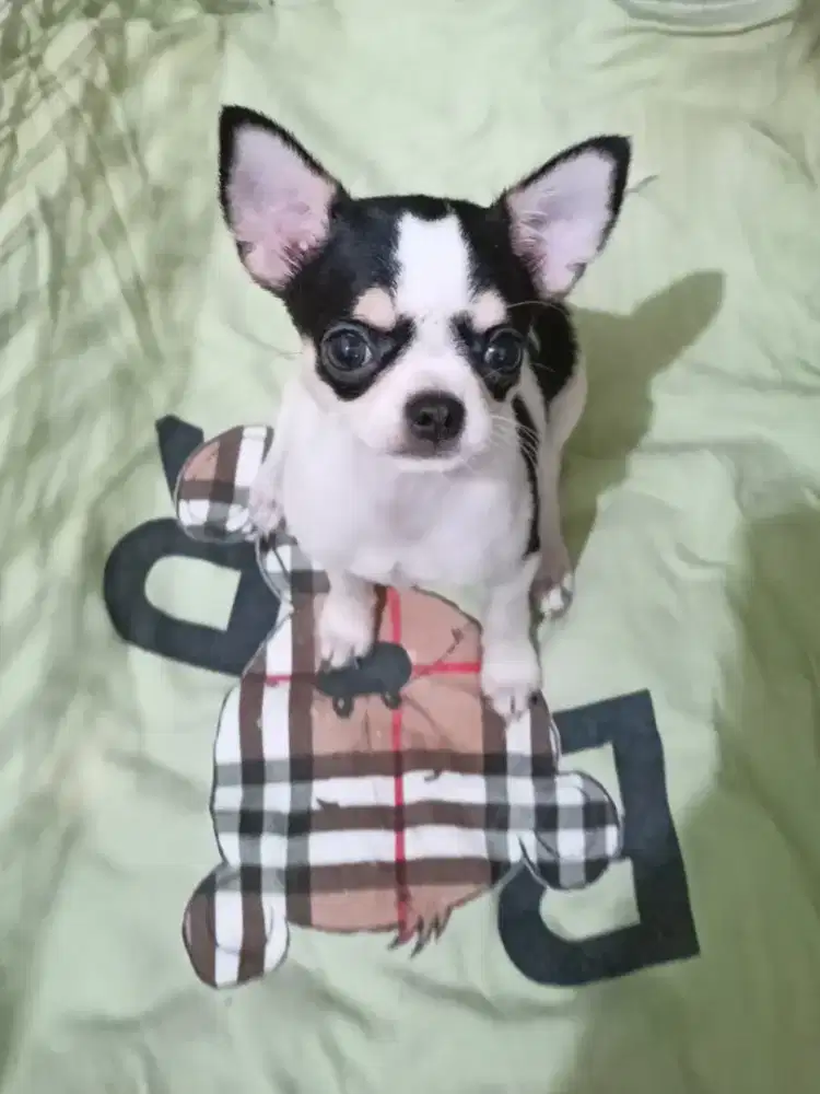 Jual Chihuahua Betina