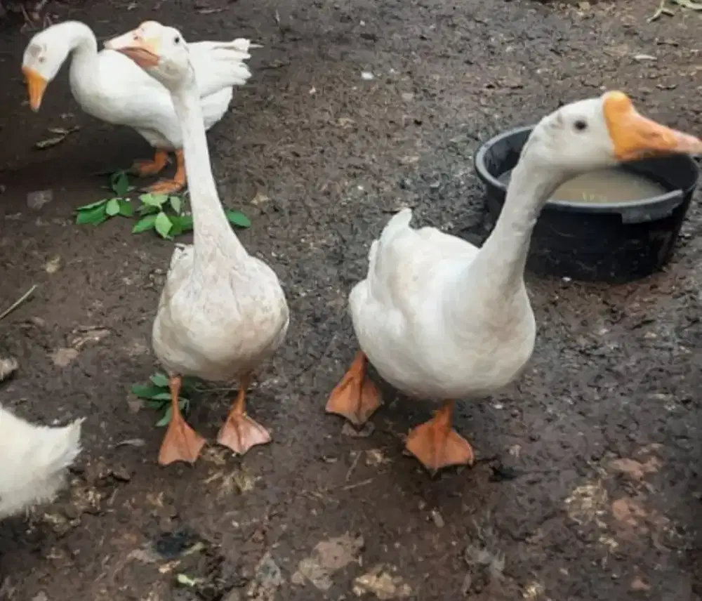 Angsa / soang sepasang