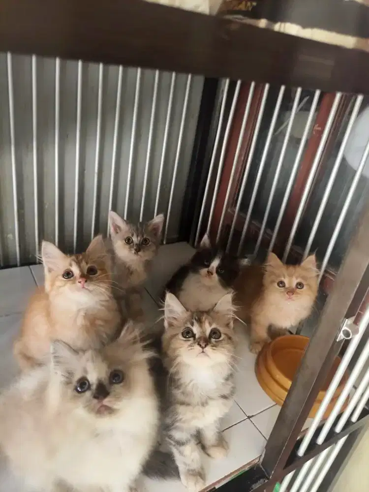 Persia jantan-betina 2,5 bulan