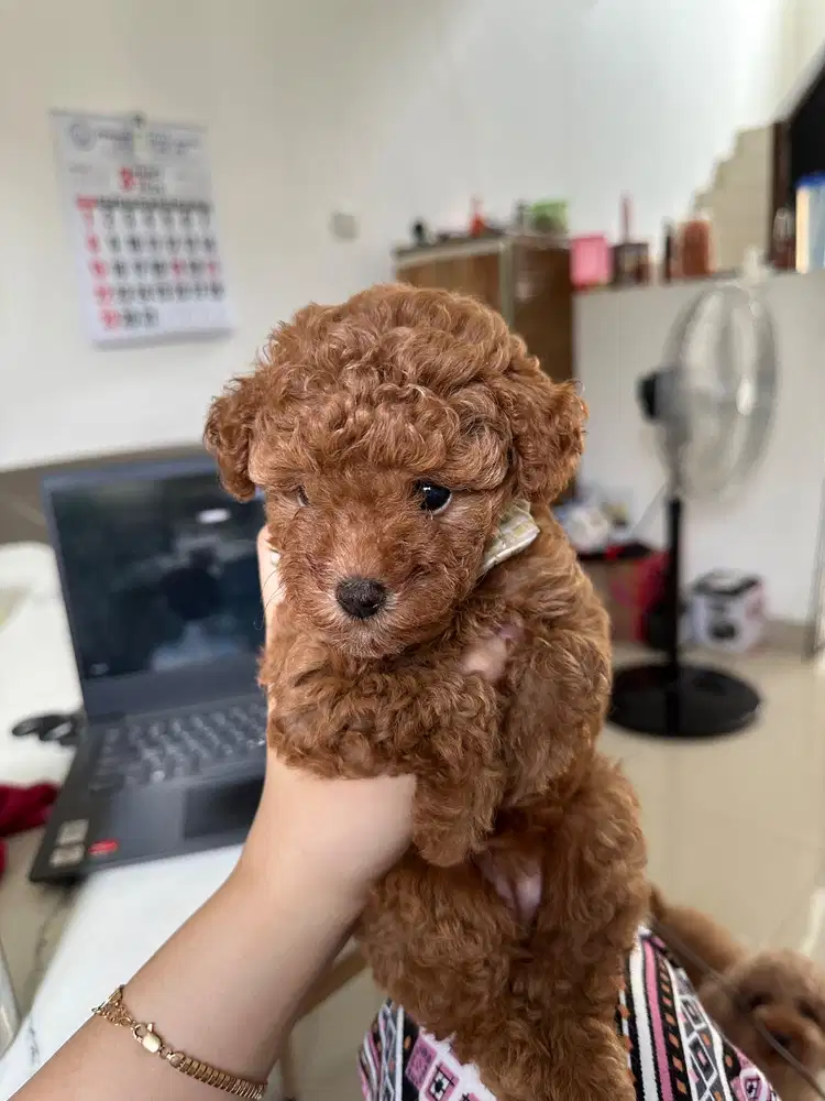 Tiny toy poodle red