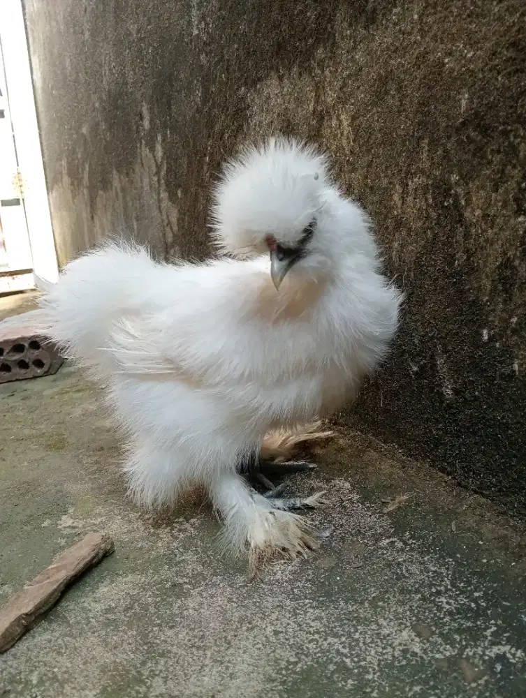 Ayam American Silkie