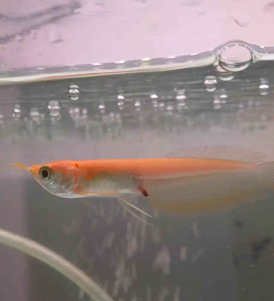 Ikan arwana albino red bonus 8 ekor glowfish