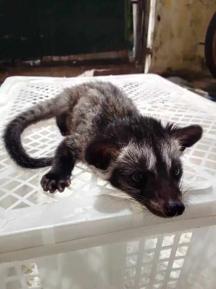 Musang Jinak rawatan