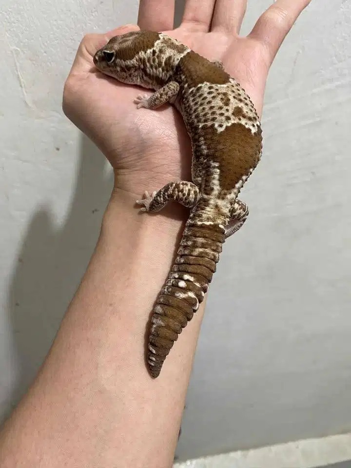 AFT Oreo X Wo het Oreo