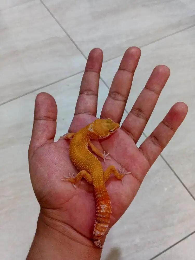 Leopard Gecko SHCTB