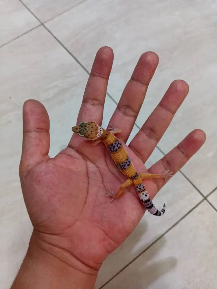 Leopard GeckoTangerine Tremper Albino
