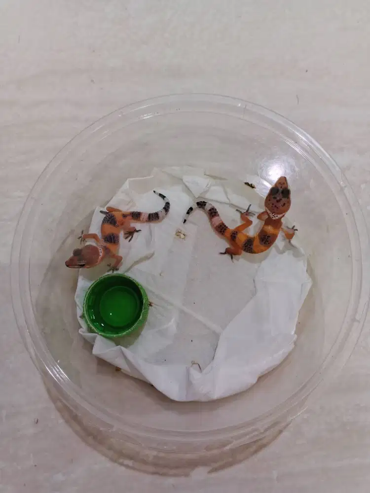 Leopard Gecko Baby Tangerine Tremper Albino