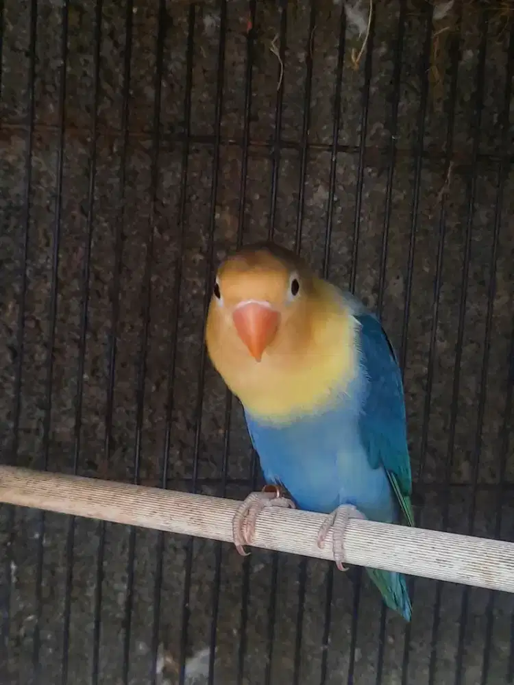 Lovebird AquaB2 DarkBlue Jantan Duda isi