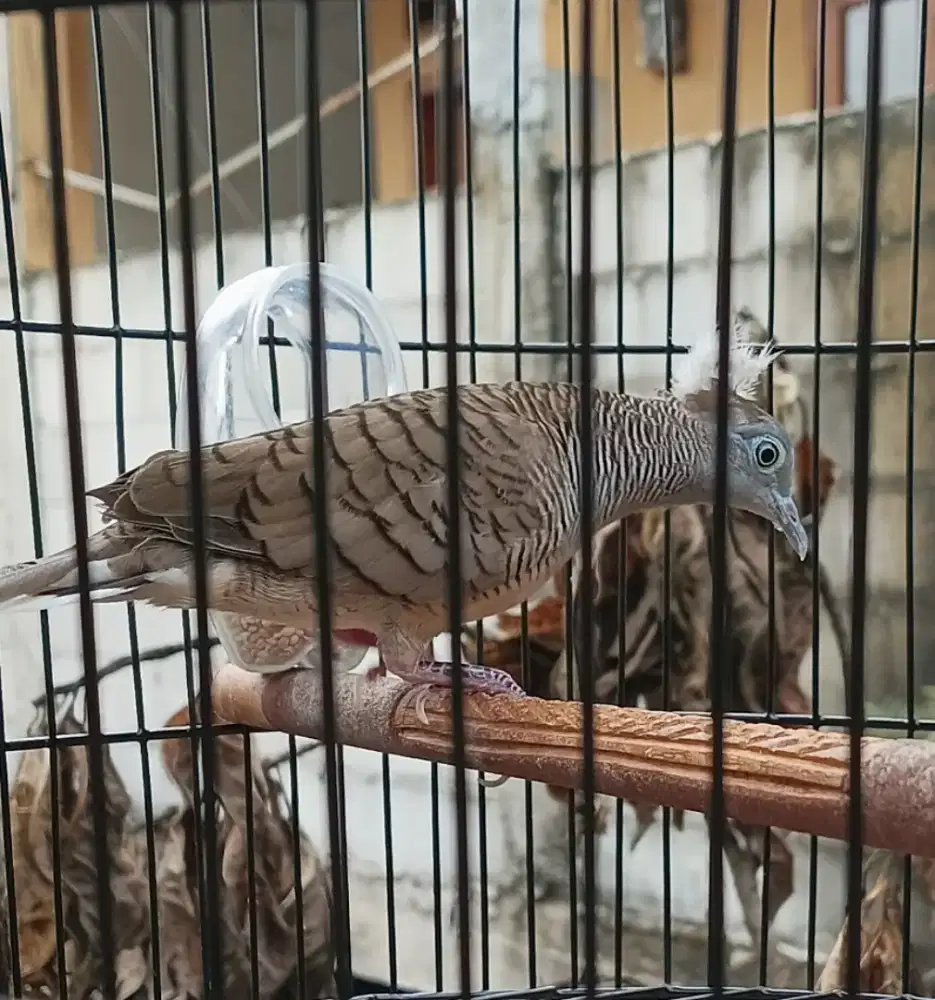 Perkutut Jambul Songgo Ratu