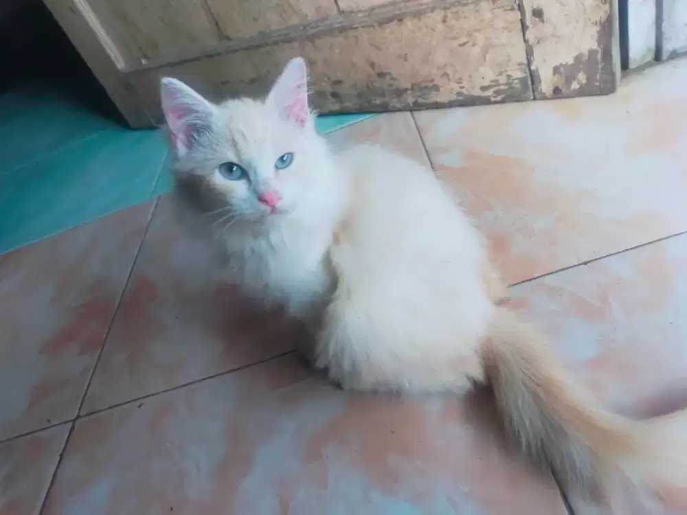 Kucing Persia Betina