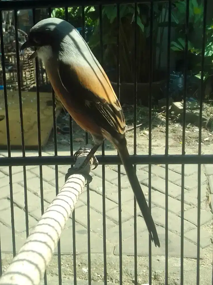 PENTET JABAR 600 FULSET