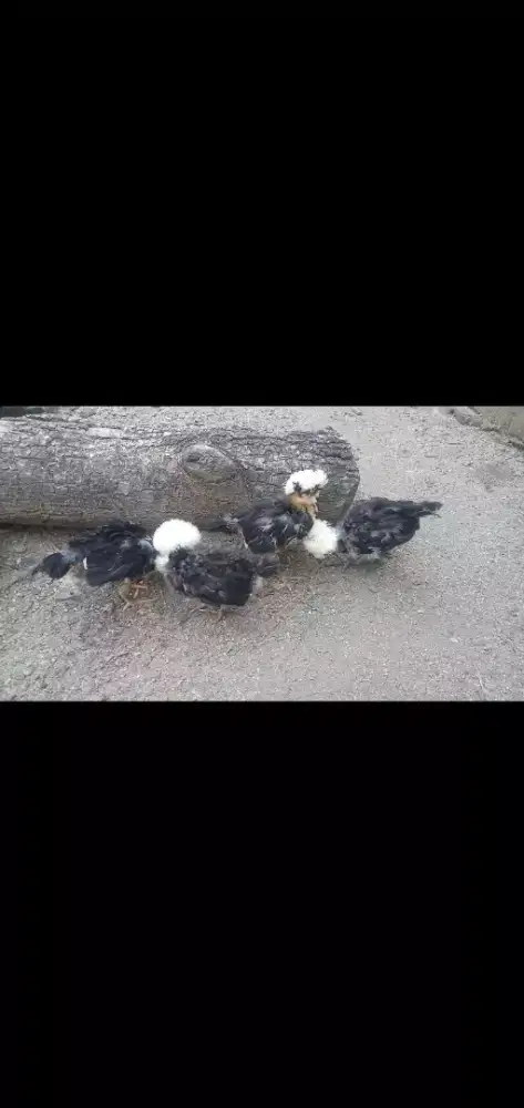 Ayam Poland white crested