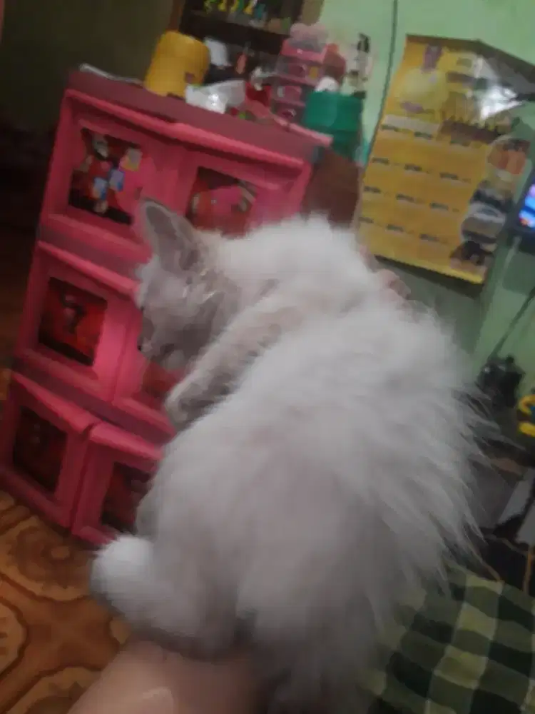 Jual anakan kucing himalaya