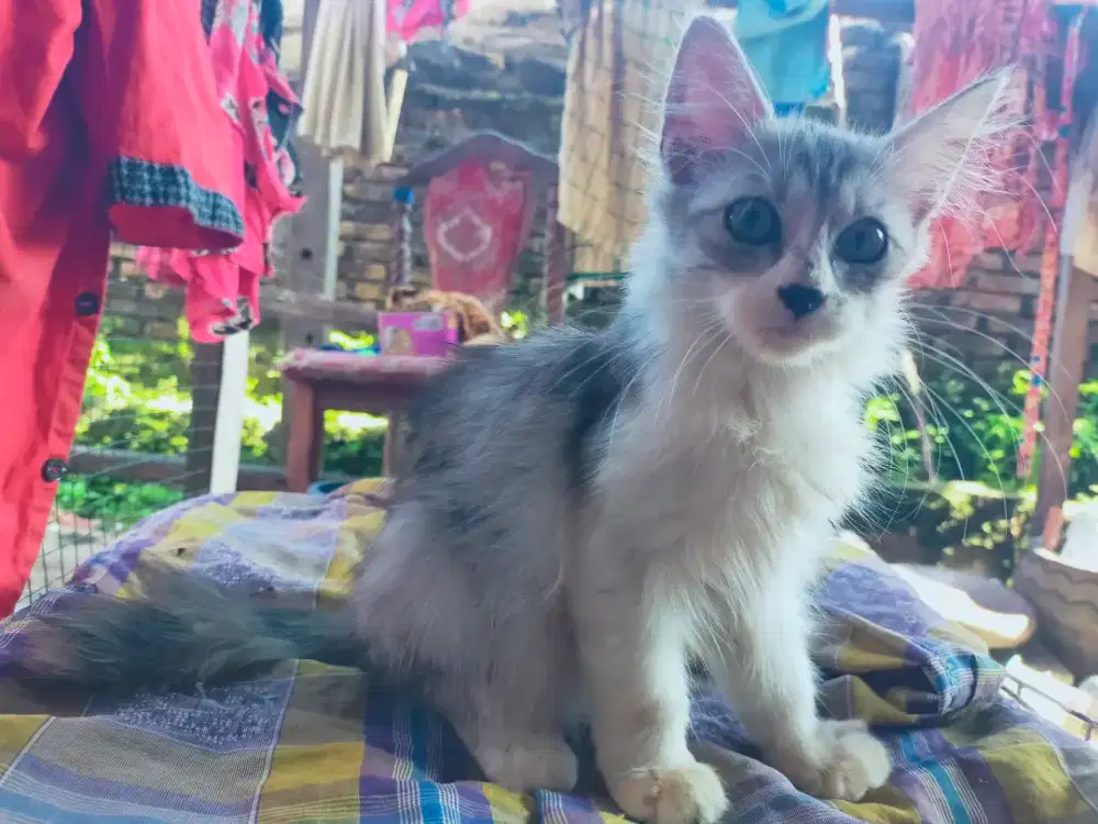 Kucing Jantan persia