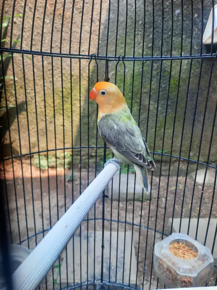 Lovebird Biola Pb Mouve bagus dan langka
