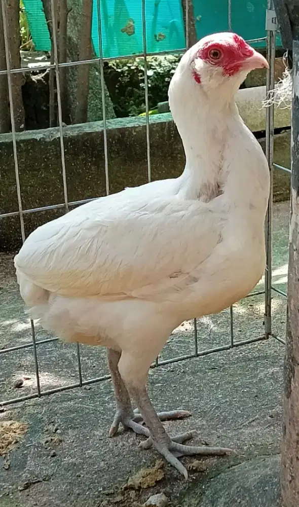 Ayam hias babon Tukung Putih