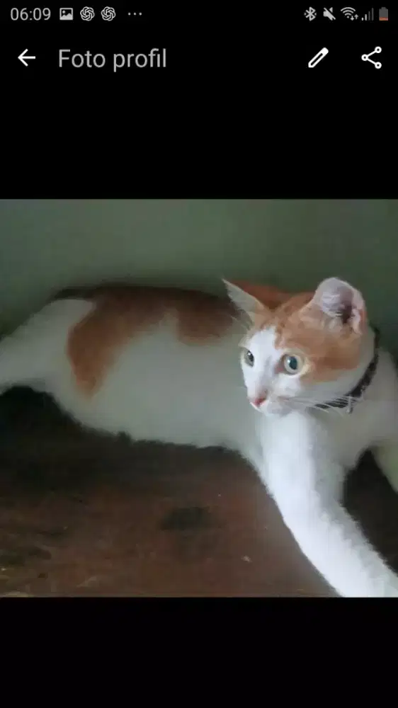 Cari kerjaan cat sitter ngurus kucing