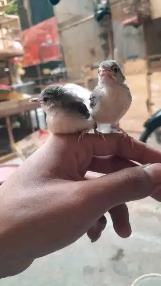 Ciblek cristal anak mandiri jantan 2ekor