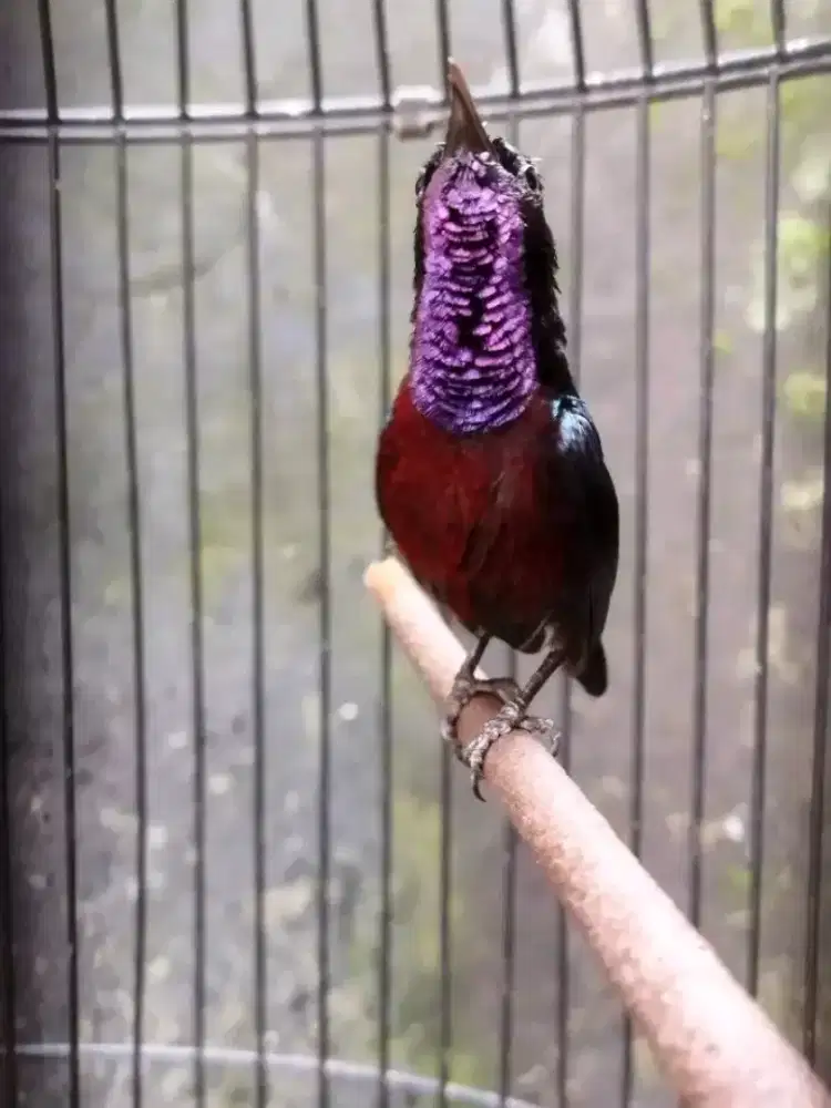 Dada coklat gacor ngobra isian bagus