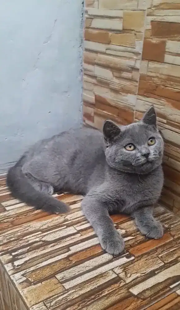 Kitten British shorthair