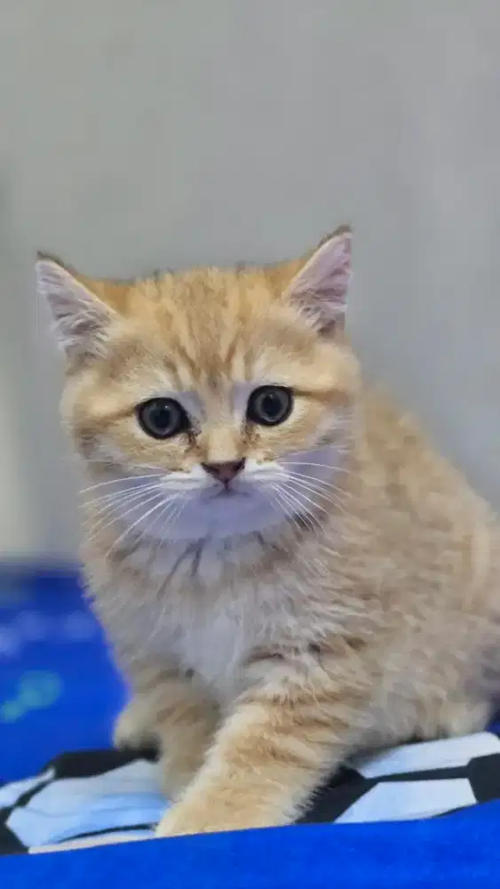 Kucing British Shorthair