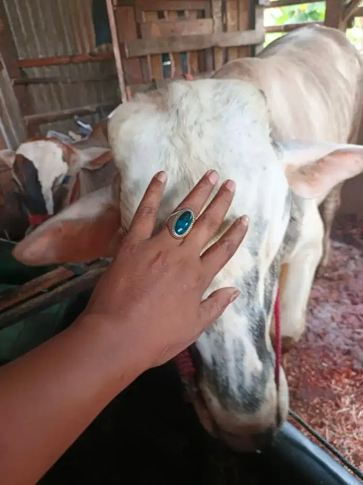 Sapi Jantan Siap Qurban