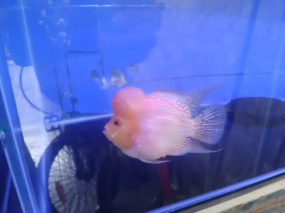 Ikan louhan Golden base