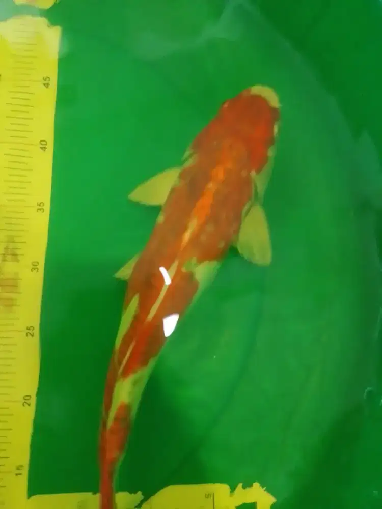Ikan koi jenis Kujaku Doitsu 42cm antik