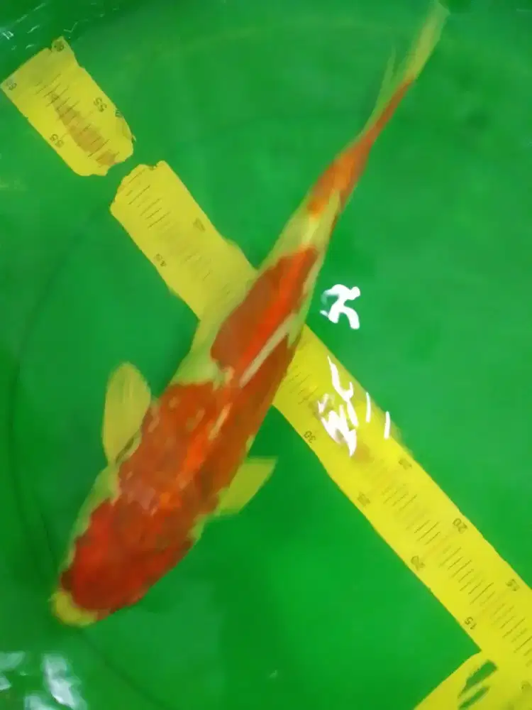 Ikan koi jenis Kujaku Doitsu 42cm
