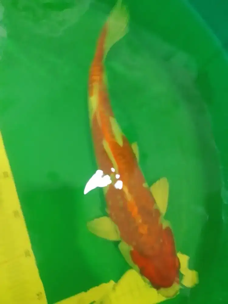 Ikan koi jenis Kujaku Doitsu 42cm