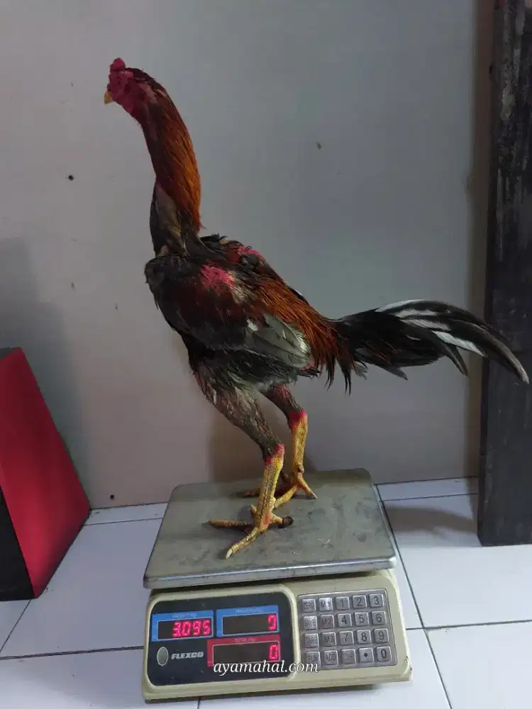 Ayam bangkok jogjakarta