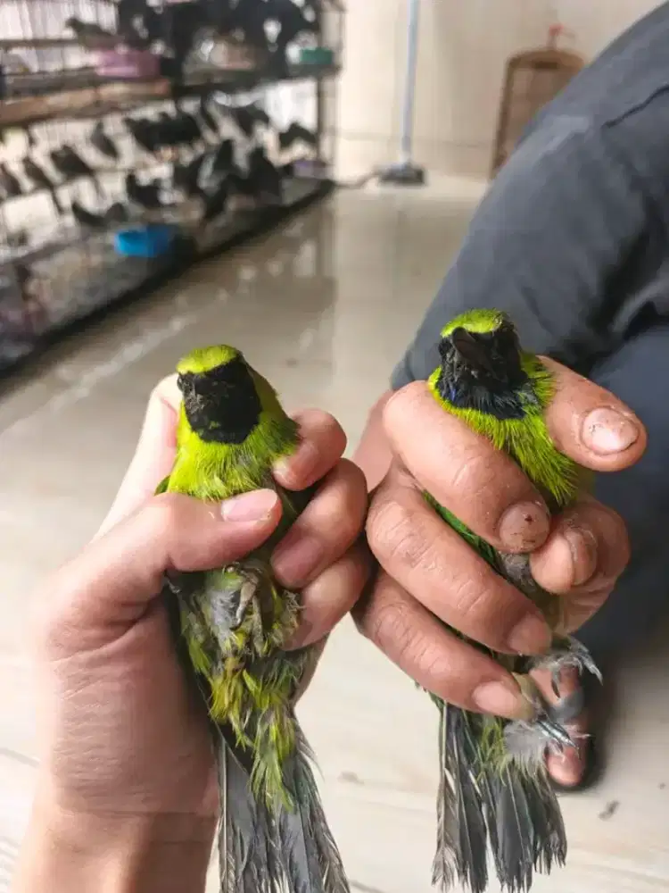 Burung big aceh mulus2