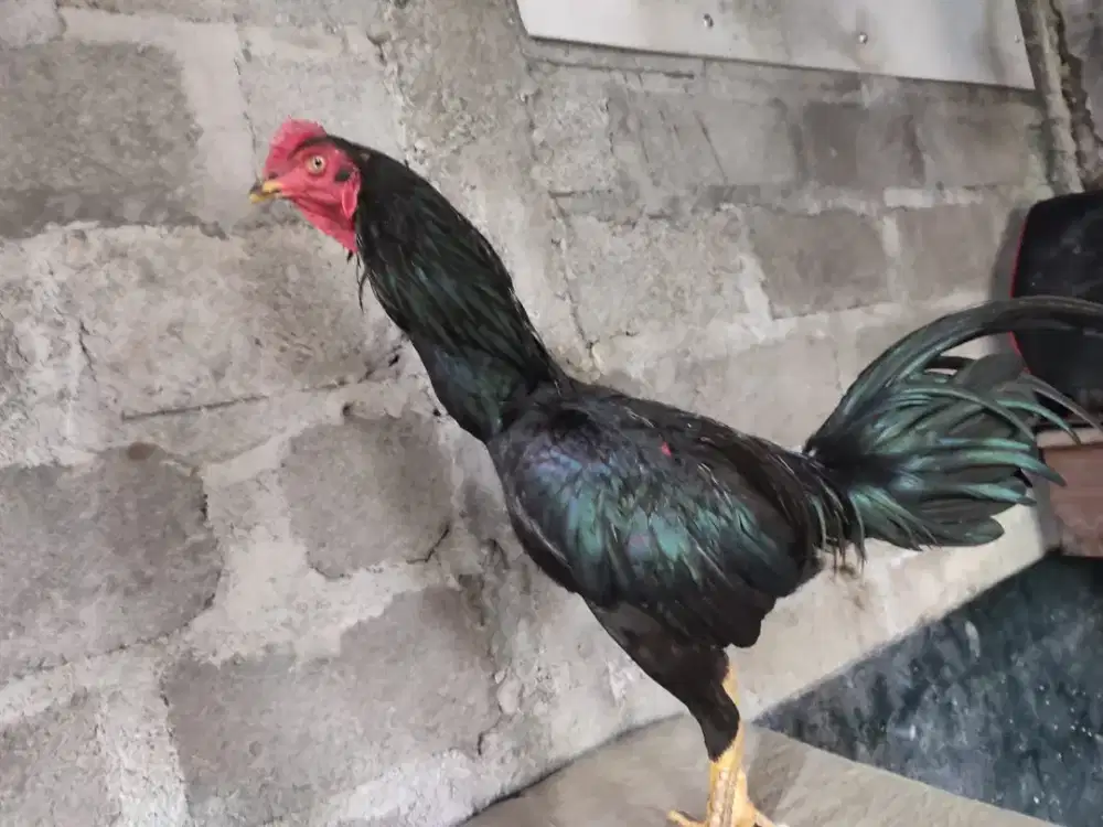 Ayam bangkok jogjakarta