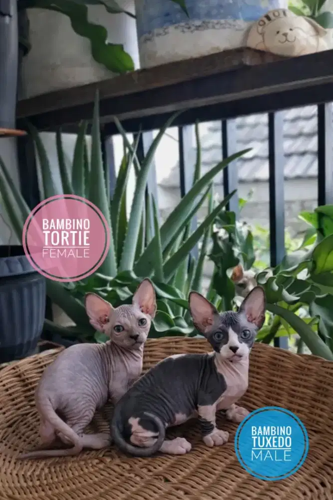 Kitten bambino jantan dan betina