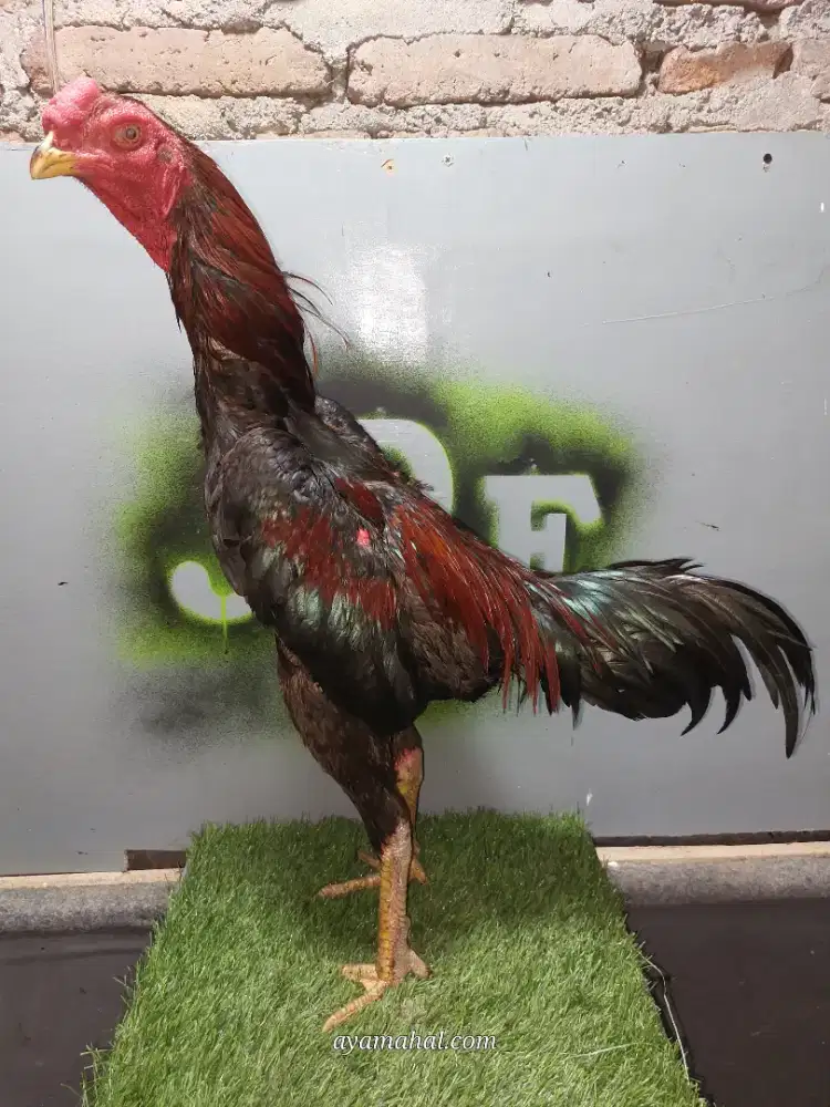 Ayam bangkok jogjakarta