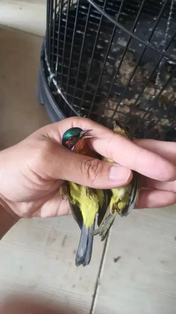 Kowul jantan mh mulus2