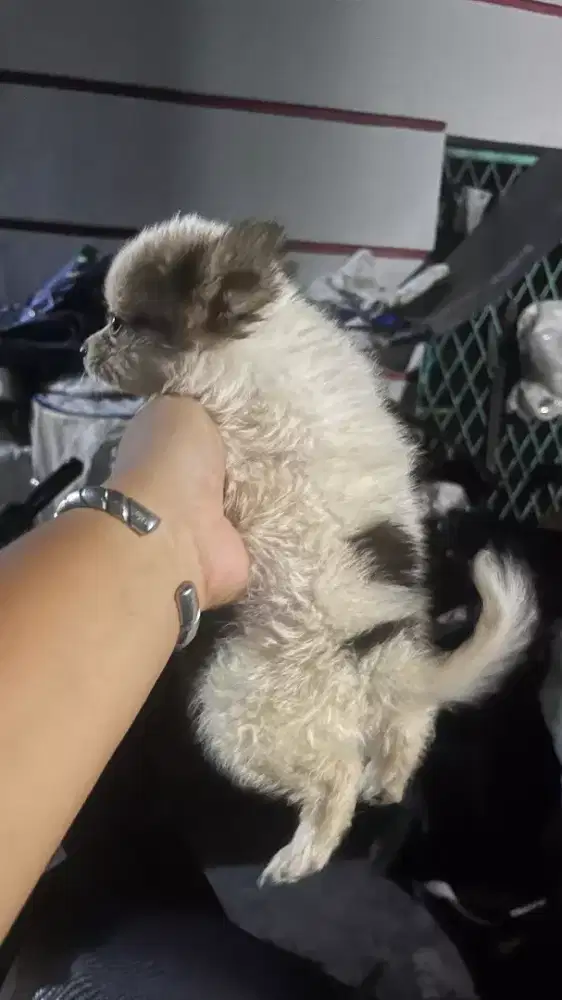 di jual anakan mini pom asli