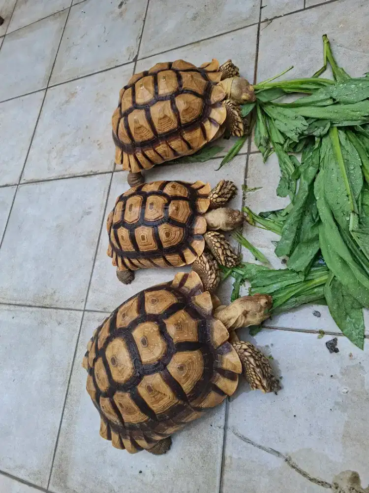 Jual 3 ekor sulcata 25 cm +++