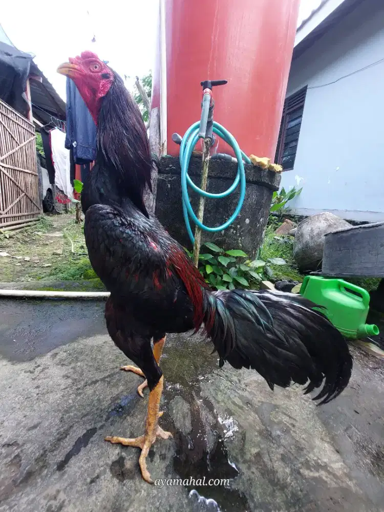 Ayam bangkok jogjakarta