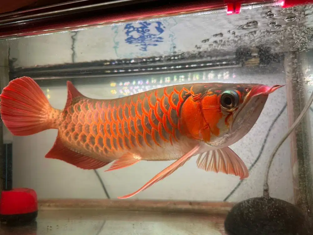 ARWANA SUPER RED - 45 cm (Sertifikat & Chip)